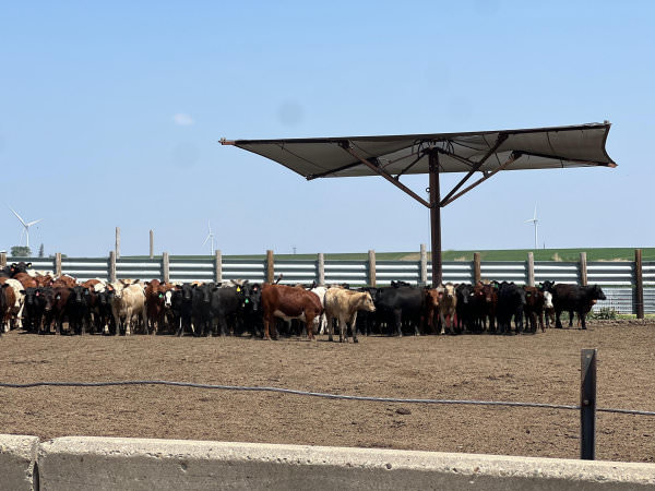 Cattle shade