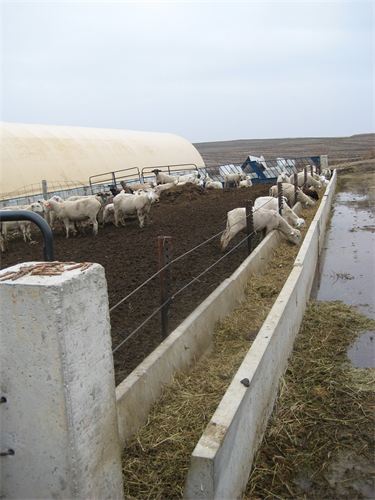 Feed Bunks cor calves or sheep